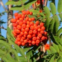 Горобинова алея