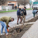 На продовження трояндової теми