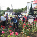 Літній обробіток троянд з ретельною прополкою